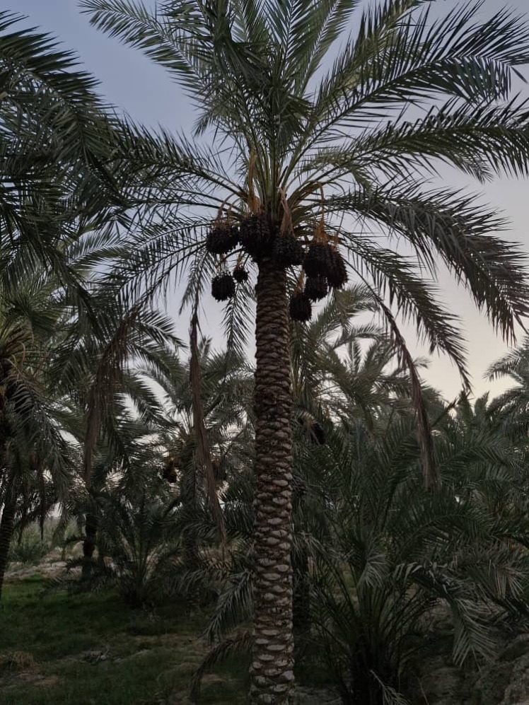 Why Iran Is One of the World's Leading Date Exporters: A Complete Guide for International Buyers